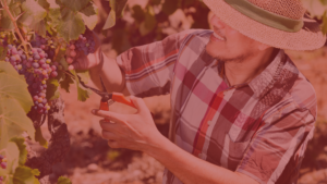 Latino Men working the vine